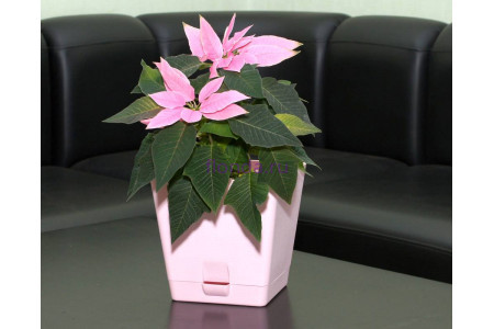 Горшок для цветов пластиковый с поддоном «Le parterre» 3,0л (розовый)